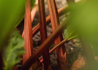 Rhubarb Promise