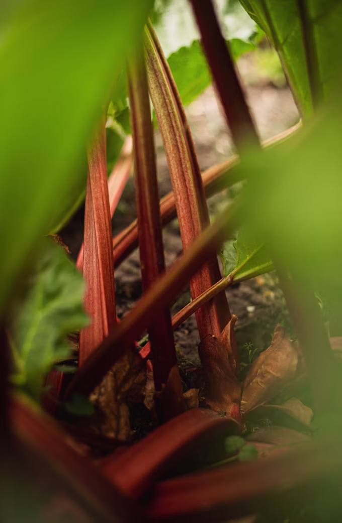 Rhubarb Promise